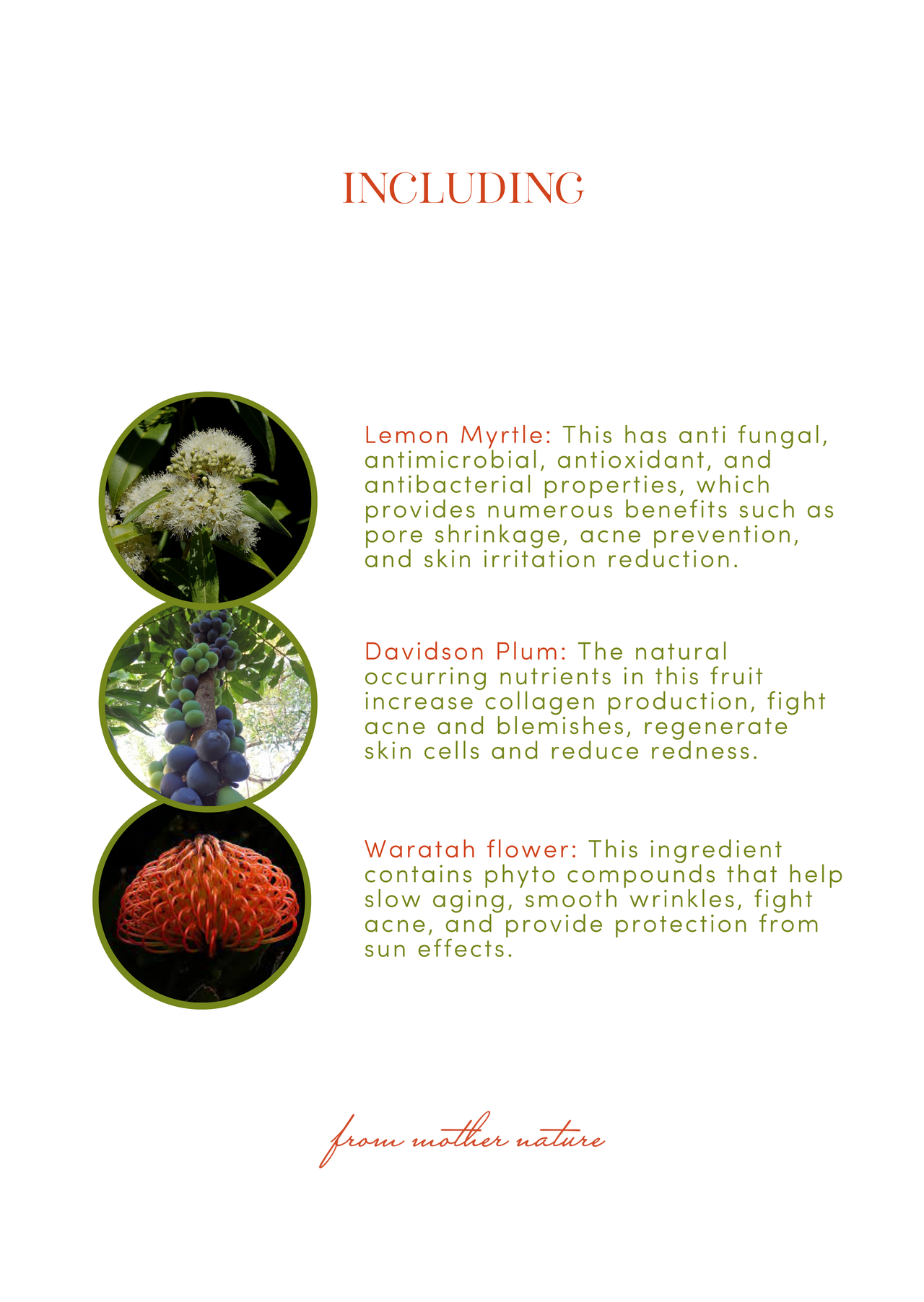 Native Elixir Face Cream - Hydrating | Luminous | Repairing